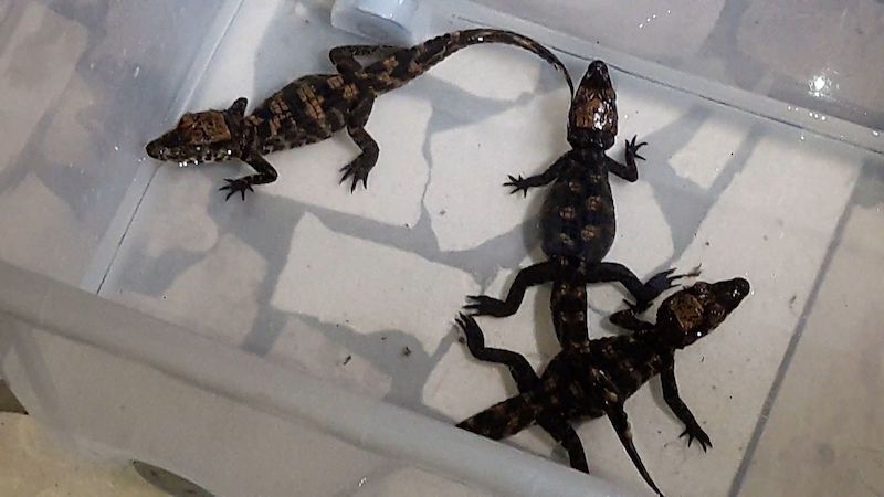 Olomoucká zoo zkouší opustit umělý odchov krokodýlů čelnatých